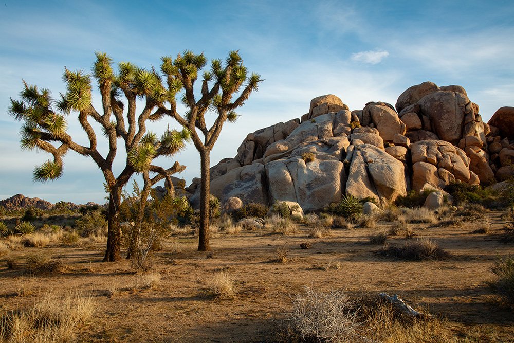 A group of Joshua trees in front of the rock landmarks of Joshua Tree national park