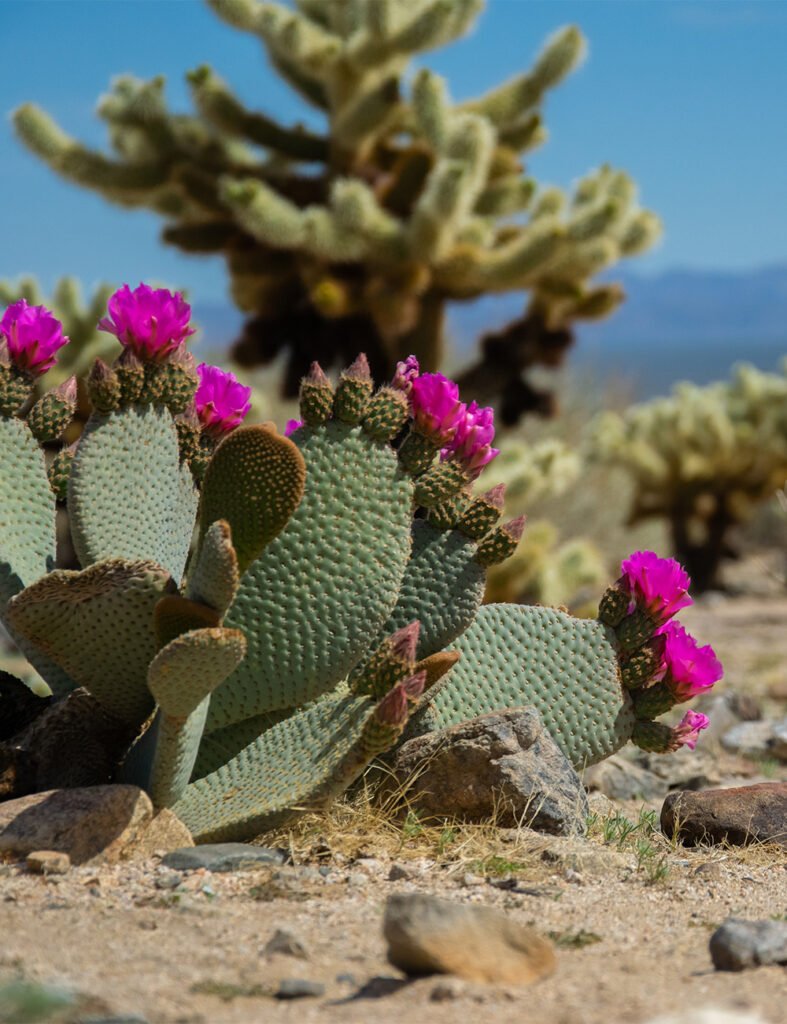 A beavertail cactus with bright magenta blooms